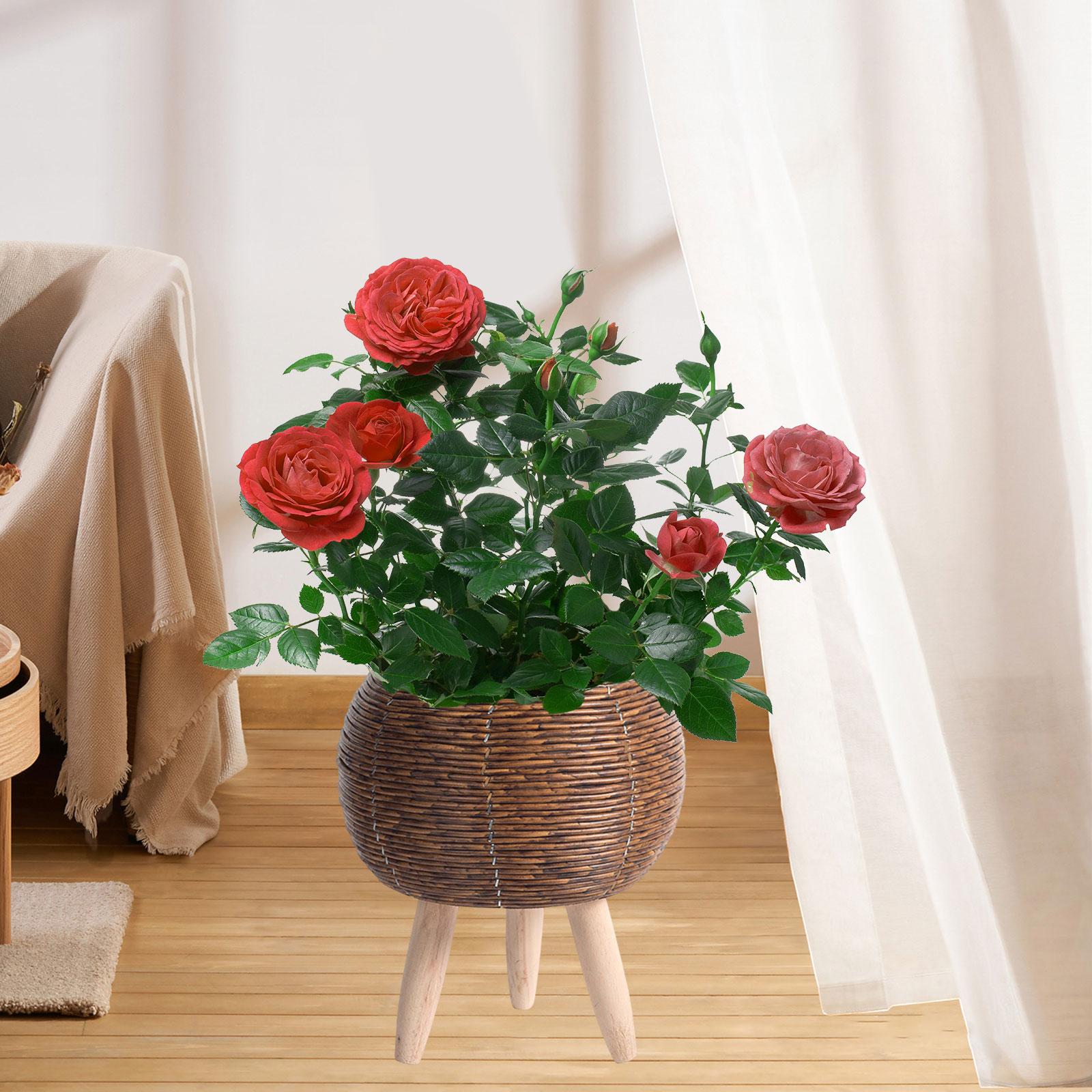 스탠드가 있는 직조 바구니 실내 화분 정리함 홈 오피스 - Home Decor Rattan 리뷰 및 가격